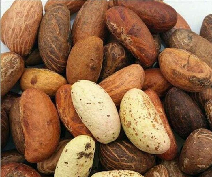 Bitter Kola Export from Nigeria – Alex Marcell