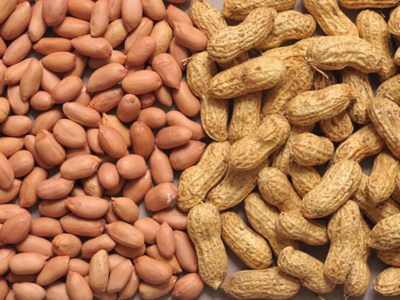 Groundnuts Seed