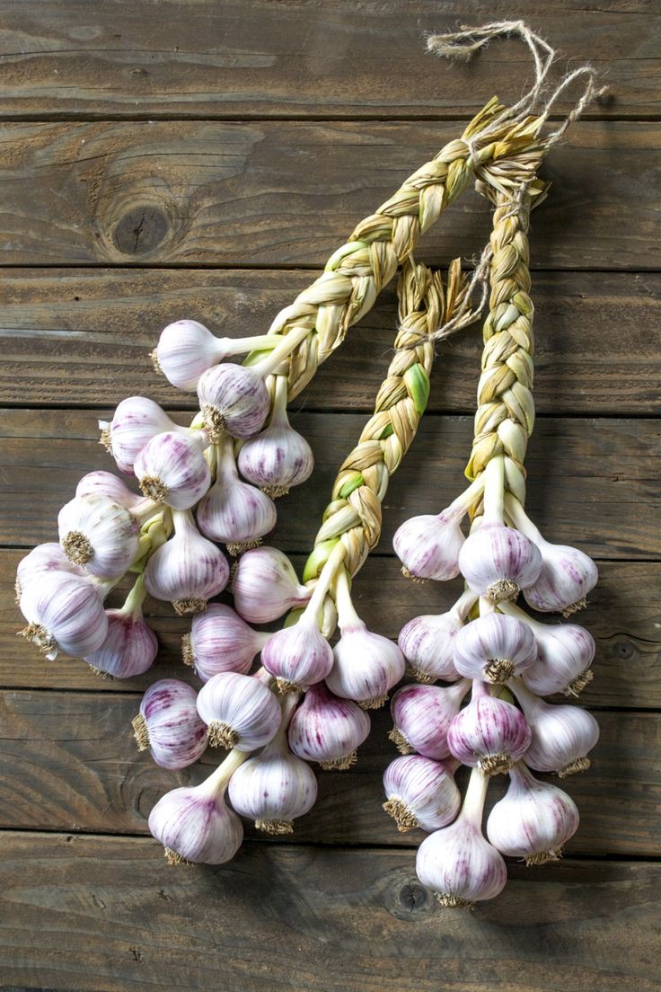How to Braid and Cure Fresh Garlic – The Prudent Garden