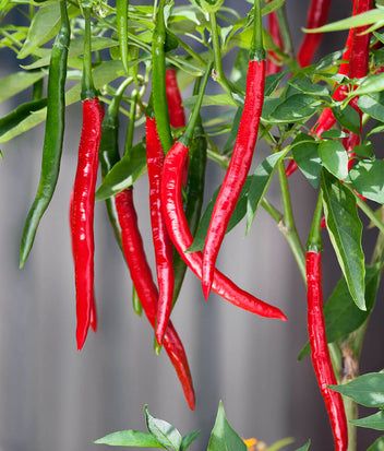 How to Prune a Tomato Plant for Bigger Harvest _ Bonnie Plants
