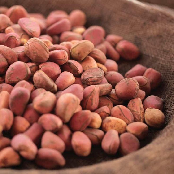 Kola Nut_ The Little-Known Ingredient that Supports Energy Levels
