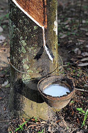 Latex is a sustainable and renewable resource…