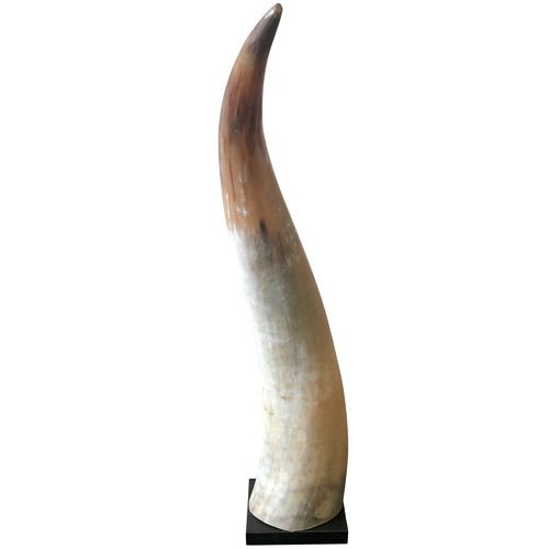 Nguni Cow Horn on Stand – Temple & Webster