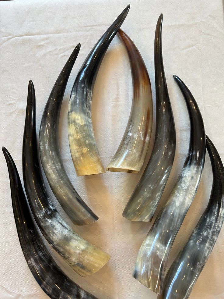 Polished cattle horn, Polished cattle horns, cattle horn, cattle horns, real cattle horns, giant cattle horn, cow horns, drinking horn