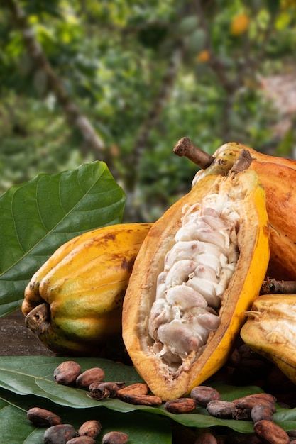 Premium Photo _ Cut cocoa fruits and raw cocoa beans with defocused cocoa plantation in the background_