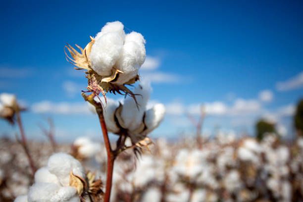 Cotton field (Turkey / Izmir). Agriculture concept photo.
